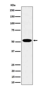 LAP3 Recombinant Rabbit Monoclonal Antibody (K01_4Q31)