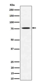 PSIP1 Recombinant Rabbit Monoclonal Antibody (K01_4Q32)