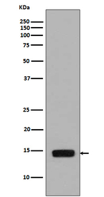Phospho-Histone H2A (Ser129) Recombinant Rabbit Monoclonal Antibody (K01_4Q47)