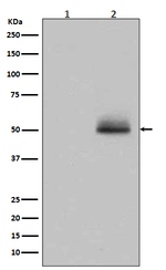 Phospho-GSK3 alpha/beta (Tyr279, Tyr216) Recombinant Rabbit Monoclonal Antibody (K01_4Q52)
