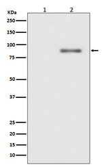 Phospho-PKC alpha (Thr638) Antibody in Western Blot (WB)