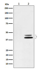 Phospho-ERK1/ERK3 (Thr202, Thr185) Recombinant Rabbit Monoclonal Antibody (K01_4Q55)