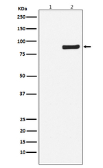 Phospho-TBK1 (Ser172) Recombinant Rabbit Monoclonal Antibody (K01_4Q58)