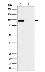 Phospho-FGFR3 (Tyr724) Antibody in Western Blot (WB)