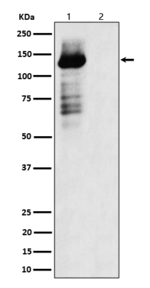 Phospho-TAOK1/TAOK2/TAOK3 (Ser181, Ser177) Recombinant Rabbit Monoclonal Antibody (K01_4Q66)