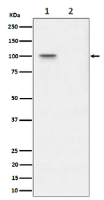 Phospho-Nucleolin (Thr76) Recombinant Rabbit Monoclonal Antibody (K01_4Q67)