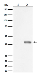 Phospho-PBK (Thr9) Recombinant Rabbit Monoclonal Antibody (K01_4Q68)