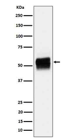 Phospho-Tau (Ser202) Antibody in Western Blot (WB)