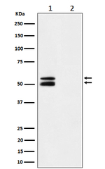 Phospho-CaMKII alpha (Thr286) Antibody in Western Blot (WB)