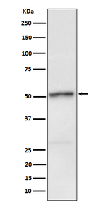 Phospho-RIP3 (Ser232) Antibody in Western Blot (WB)
