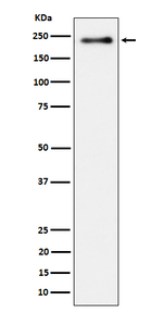 Phospho-LRP6 (Ser1490) Recombinant Rabbit Monoclonal Antibody (K01_4Q79)