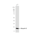 UBD Antibody in Western Blot (WB)