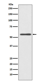 CYP2E1 Antibody in Western Blot (WB)