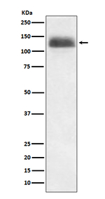 NFATC2 Antibody in Western Blot (WB)