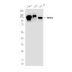 PHF8 Recombinant Rabbit Monoclonal Antibody (K01_4R03)