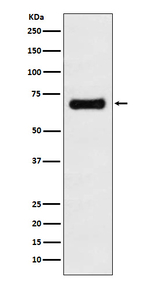 GRASP65 Recombinant Rabbit Monoclonal Antibody (K01_4R06)