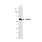 GRASP65 Antibody in Western Blot (WB)