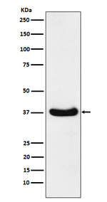 AKR1C3 Antibody in Western Blot (WB)