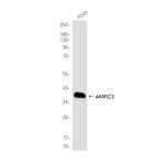 AKR1C3 Recombinant Rabbit Monoclonal Antibody (K01_4R07)