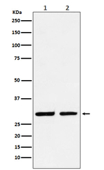 DLX5 Recombinant Rabbit Monoclonal Antibody (K01_4R08)