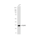 DLX5 Antibody in Western Blot (WB)