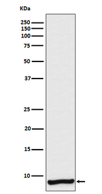 Apolipoprotein C1 Recombinant Rabbit Monoclonal Antibody (K01_4R09)
