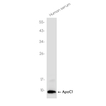 Apolipoprotein C1 Antibody in Western Blot (WB)