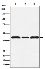 c-MAF Recombinant Rabbit Monoclonal Antibody (K01_4R10)