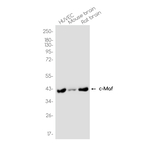 c-MAF Antibody in Western Blot (WB)