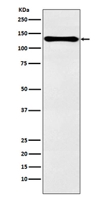 PER2 Antibody in Western Blot (WB)