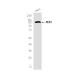 PER2 Recombinant Rabbit Monoclonal Antibody (K01_4R11)