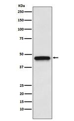 EDG3 Antibody in Western Blot (WB)