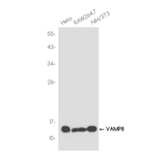 VAMP8 Antibody in Western Blot (WB)