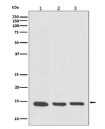 VAMP8 Antibody in Western Blot (WB)