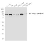 PIK3CD Recombinant Rabbit Monoclonal Antibody (K01_4R17)