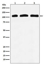 PIK3CD Antibody in Western Blot (WB)