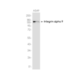 ITGA9 Antibody in Western Blot (WB)