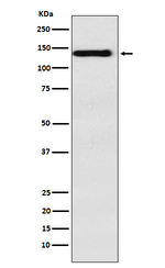 ITGA9 Recombinant Rabbit Monoclonal Antibody (K01_4R18)