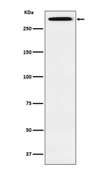 SMG1 Antibody in Western Blot (WB)