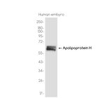 Apolipoprotein H Antibody in Western Blot (WB)
