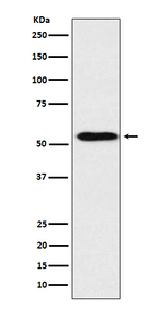 Apolipoprotein H Recombinant Rabbit Monoclonal Antibody (K01_4R21)