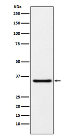 MDH1 Antibody in Western Blot (WB)