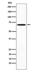 SAM68 Antibody in Western Blot (WB)
