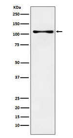 CENPC Antibody in Western Blot (WB)