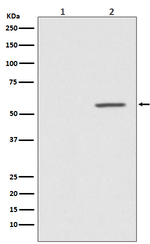 Phospho-AKT1 (Ser124) Antibody in Western Blot (WB)