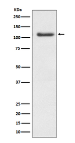 ERK5 Recombinant Rabbit Monoclonal Antibody (K01_4R30)