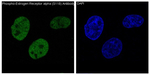 Phospho-Estrogen Receptor alpha (Ser118) Antibody in Immunocytochemistry (ICC/IF)