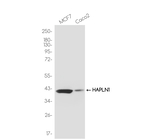 HAPLN1 Antibody in Western Blot (WB)