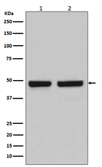 HAPLN1 Antibody in Western Blot (WB)