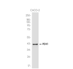 PDX1 Antibody in Western Blot (WB)